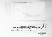 Entodesmium niesslianum image